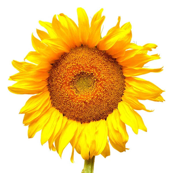 Yellow summer Sunflower — Stock Photo, Image