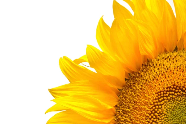 Sarı Yaz ayçiçeği