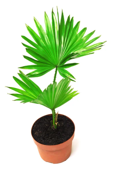 Palm tree foliage — Stock Photo, Image