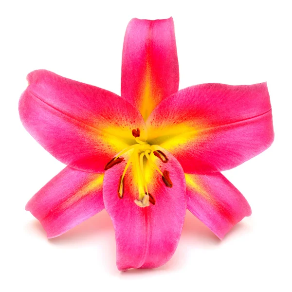 Κρίνος λουλούδι οφθαλμός από κοντά — Φωτογραφία Αρχείου