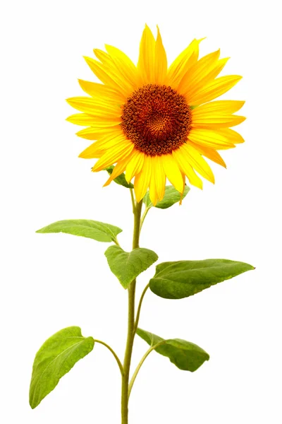 Yellow summer Sunflower — Stock Photo, Image