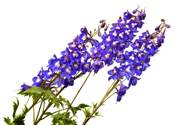Blauwe delphinium bloemen — Stockfoto