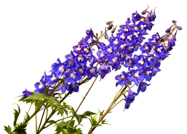 Modré delphinium květiny — Stock fotografie