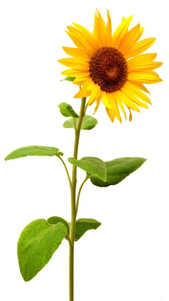 Girasole giallo estivo — Foto Stock