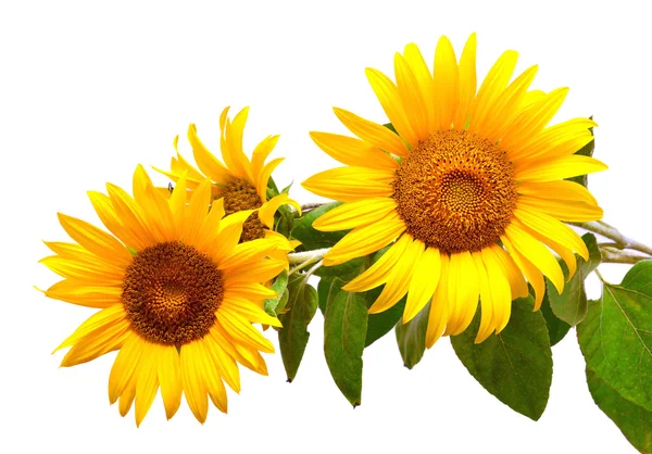 Bouquet of summer sunflowers — Stock Photo, Image