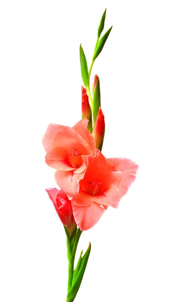 Rosa gladiolus blommor — Stockfoto