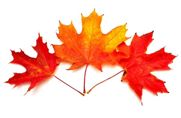 Colorful autumn maple leaves — Stock Photo, Image