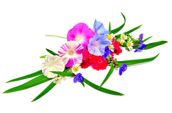Mooie bloemen zomer — Stockfoto