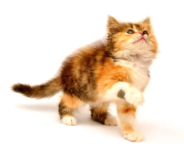 Lindo gatito juguetón — Foto de Stock