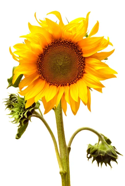 Yellow summer Sunflower — Stock Photo, Image