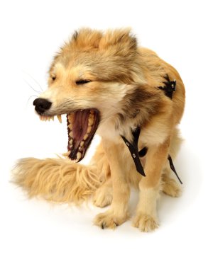 Dog growls and barks on white clipart
