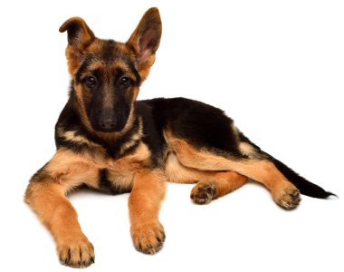 Küçük Alman çoban yalan