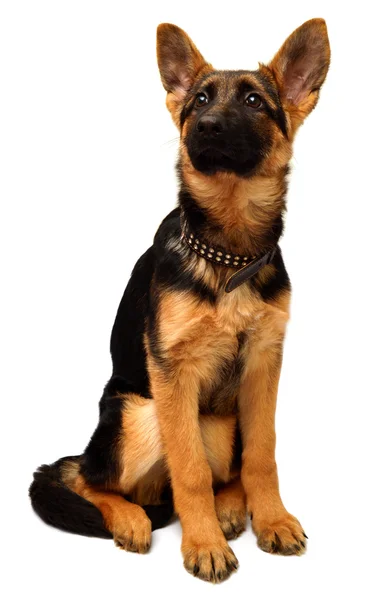 Deutscher Schäferhund — Stockfoto