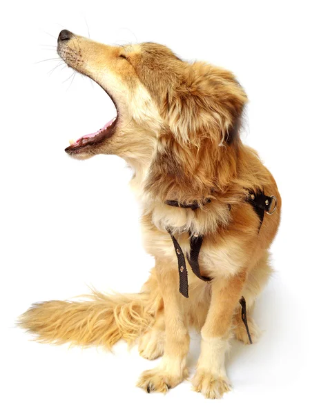 Hund knurrer og gøer på hvid - Stock-foto