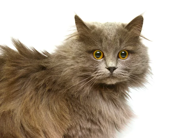 Piękne puszyste Kot brytyjski — Zdjęcie stockowe