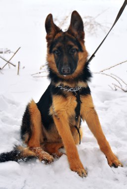 küçük Alman çoban