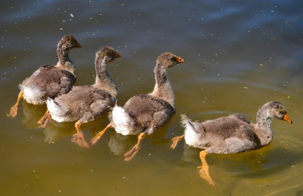 Four young ducklings — Stock Photo, Image