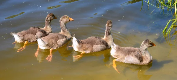 Four cute ducklings — Stock Photo, Image