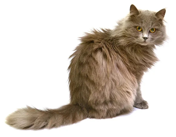 Puszysty Kot brytyjski — Zdjęcie stockowe