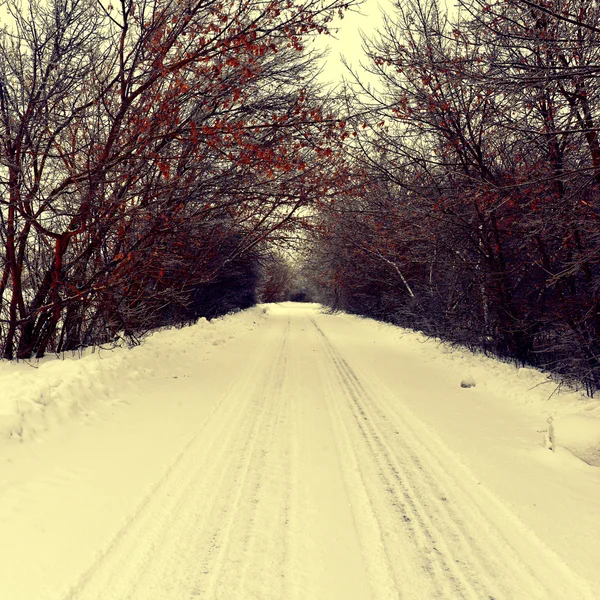 Overcast winter day — Stock Photo, Image