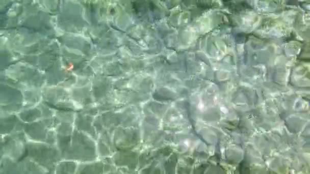 Foglia sulla superficie ondulata del mare . — Video Stock