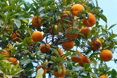 Turuncu meyveler ile mandalina ağacı. 