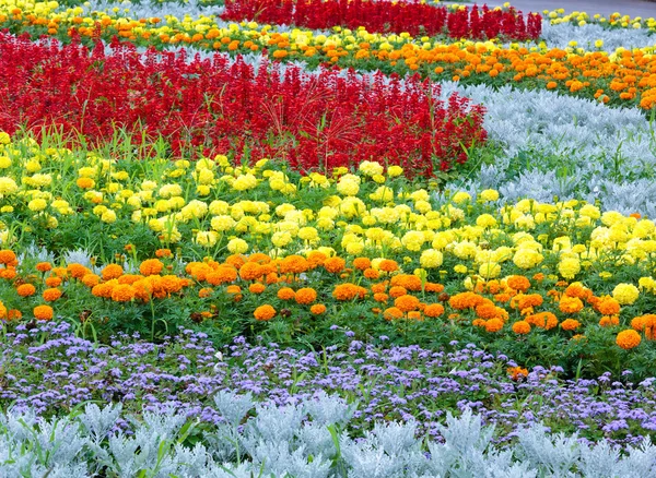 Sommaren färgglada blomsterrabatt. Bakgrund. — Stockfoto