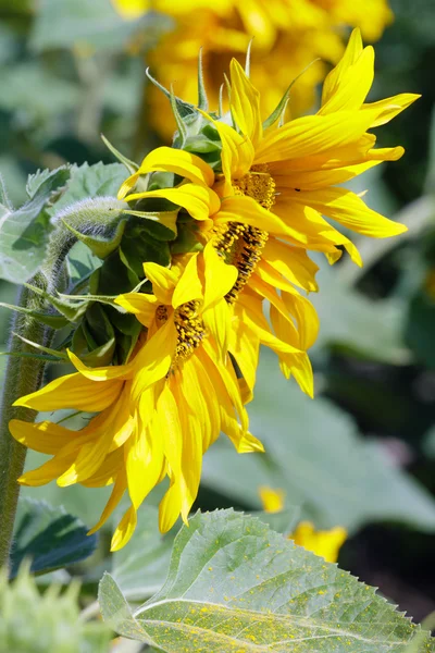 Gele zonnebloemen close-up. — Stockfoto