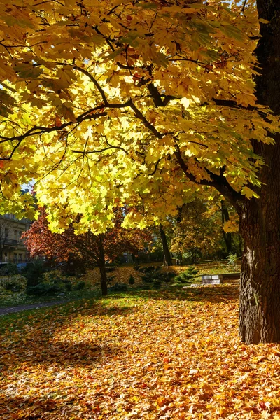 Jesienny park miejski. — Zdjęcie stockowe