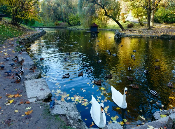 Estanque con patos salvajes y cisnes . —  Fotos de Stock