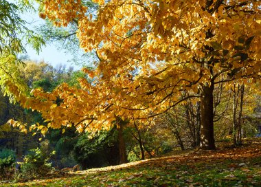 Sonbahar meşe ağacı Park.