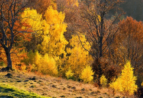 Otoño dorado en montaña . — Foto de Stock