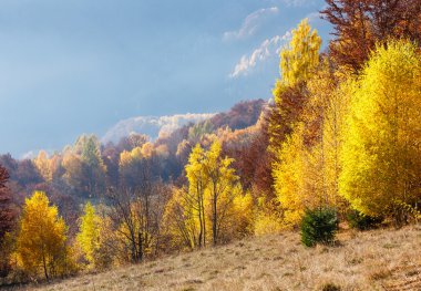 Dağda altın sonbahar.
