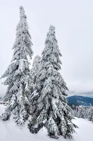 Besneeuwde en ijzige sparren op winter heuvel. — Stockfoto