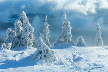 Buzlu karlı köknar ağaçları kış tepe üzerinde.