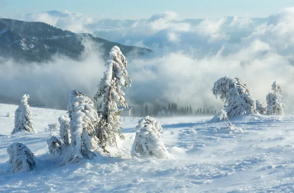 Isiga snötäckta granar på vintern hill. — Stockfoto