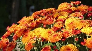 Turuncu sonbahar krizantem bush.
