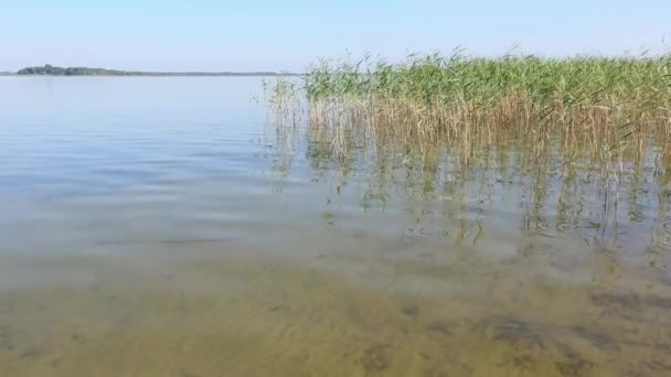 Latem jezioro trzcinowe zarośla. — Wideo stockowe