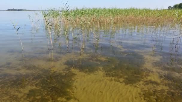 Latem jezioro trzcinowe zarośla. — Wideo stockowe
