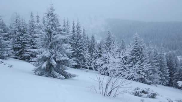 Snowfall in Winter Mountain. — Stock Video
