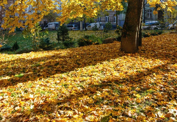 Parque de la ciudad de otoño. — Foto de Stock