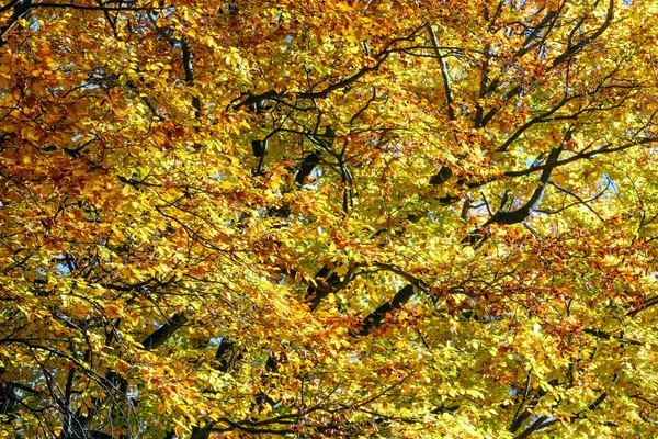 Herfst beuken tak met gele bladeren. — Stockfoto