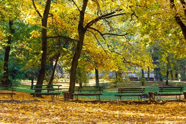 Herfst stadspark. — Stockfoto