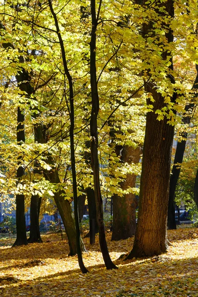 Sonbahar Şehir Parkı. — Stok fotoğraf