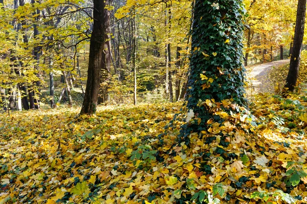 Koberec z podzimní listí v parku. — Stock fotografie