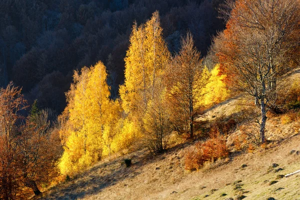 金色的秋天，在山中. — 图库照片