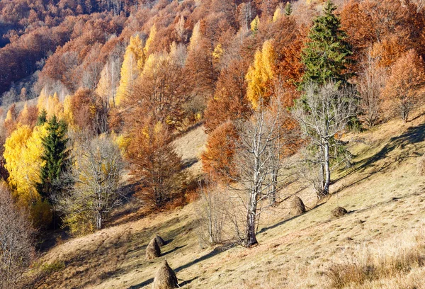 Dağda altın sonbahar. — Stok fotoğraf