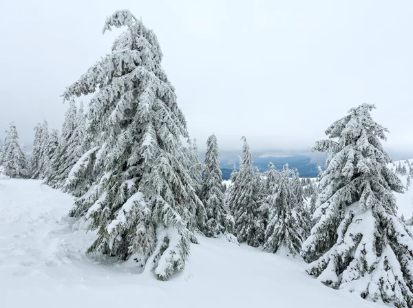 Крижані снігові ялинки на зимовому пагорбі . — стокове фото