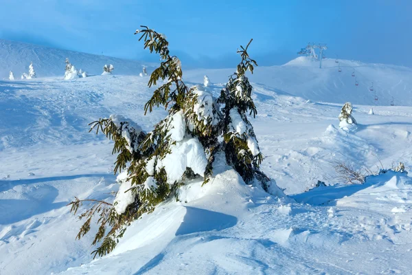 Árvores de abeto nevadas geladas na colina de inverno . — Fotografia de Stock