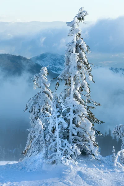 Árboles de abeto nevado en la ladera de montaña de invierno por la mañana . — Foto de Stock